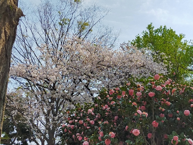 趣味 どき っ 体 幹 バランス